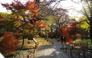 世田谷区_風景